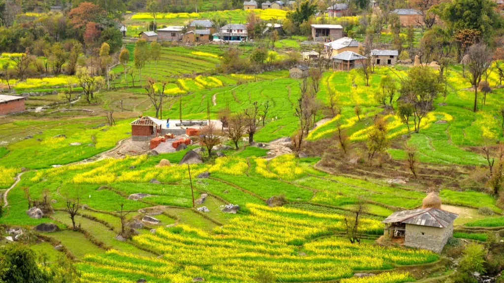 Homestay in Dharamshala - Himachal Pradesh - Insta Himachal