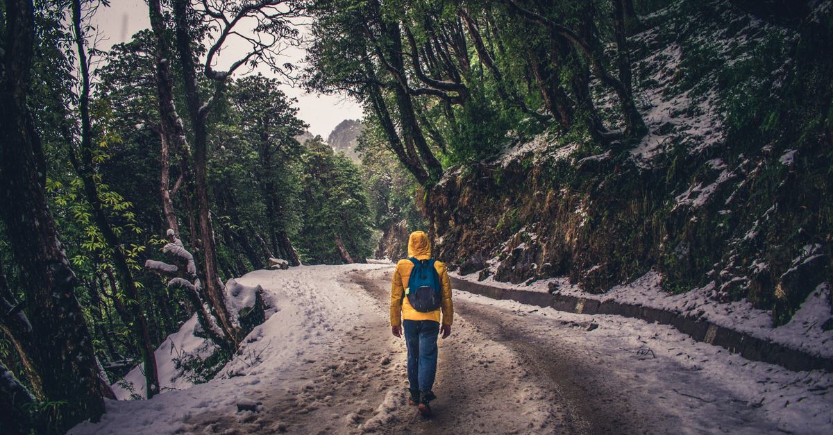 Snowy forest road in Bir, Himachal Pradesh